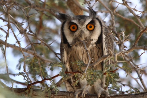 008 White-face Scops Owl Earl (3)