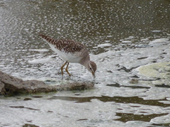 008 Wood Sandpiper 2015-03-30 04-30-48 PM 2621x1961