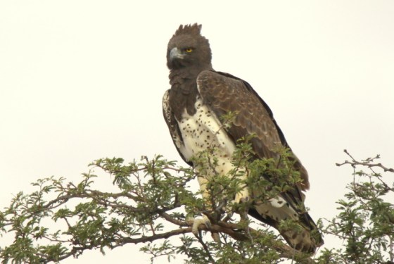 009 Martial Eagle 2015-03-30 05-09-35 PM 2701x1811
