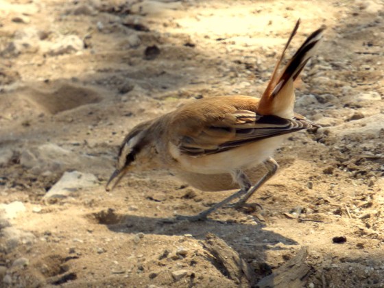 Kalahari Scrub-robin