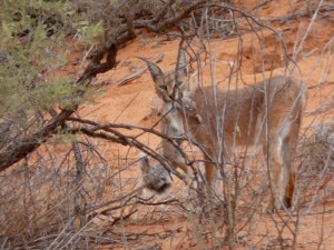 Poor ground squirrel
