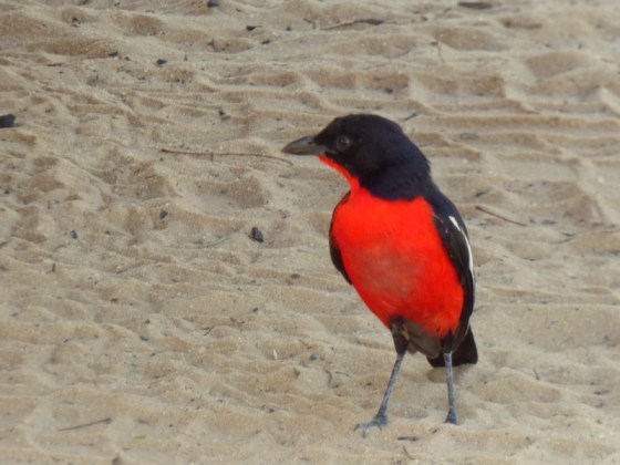 Crimson-breasted shrike