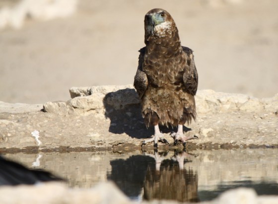 011 Bateleur Earl 2015-03-17 04-28-13 PM 3734x2741