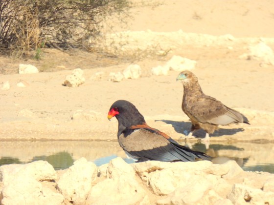 011 Bateleur Male and Juvenile Helen 2015-03-17 04-31-19 PM 4608x3456