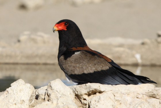 011 Bateleur Male Earl 2015-03-17 04-28-35 PM 2699x1810