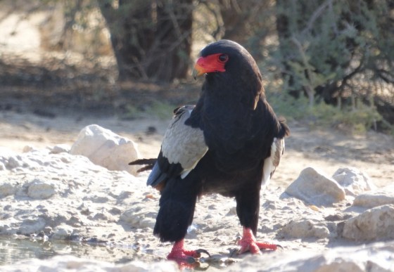 011 Bateleur Male Helen 2015-03-17 04-28-30 PM 3322x2295