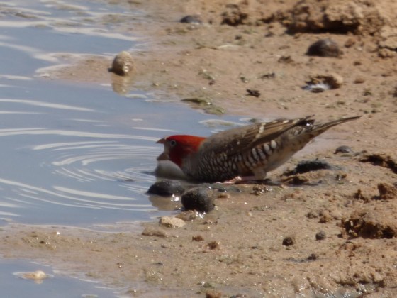 Red-headed finch