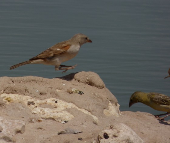 012 Grey-heades sparrow Helen