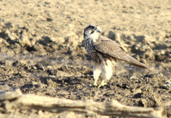 012 Lanner earl 2015-03-17 05-15-35 PM 1188x824