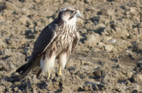 012 Lanner Helen 2015-03-17 05-22-54 PM 3004x1981