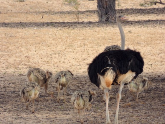013 Ostriches Helen (5)