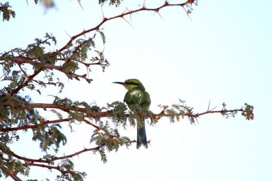 Kgalagadi is famous for the swallow-tailed bee-eater