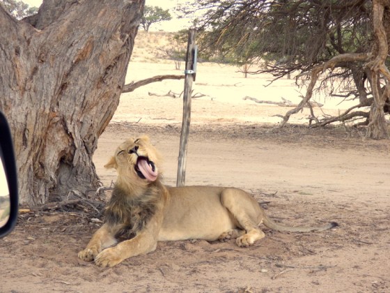 Or I might just eat you