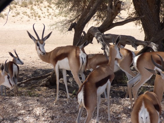 Taking shelter from the sun