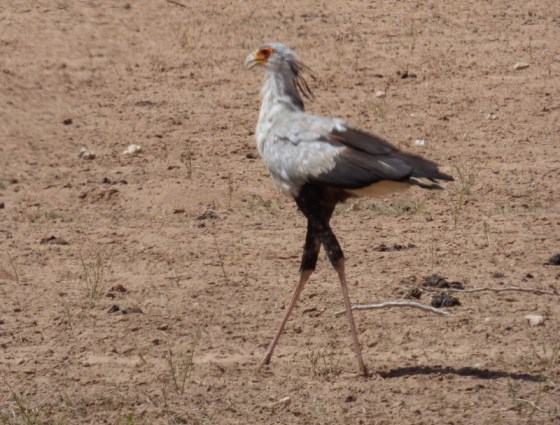 Secretary Bird