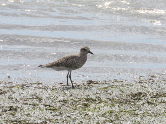 Grey Plover