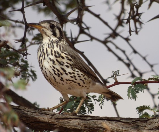 Groundscraper Thrush 2015-03-31 03-35-07 PM 3747x3115