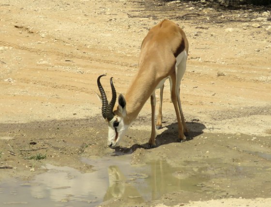 The thirsty bokkie can now take a drink