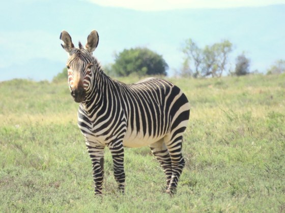 This is why it is called Mountain Zebra National Park