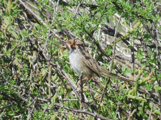 Scaly Feathered finch