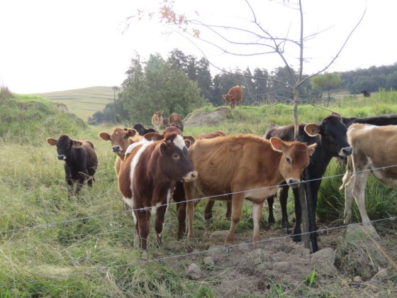 Calves hoping for a treat