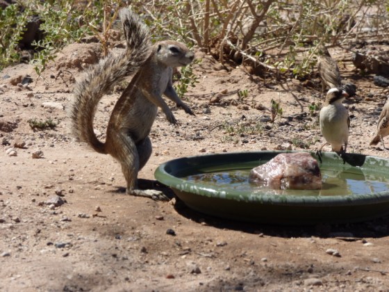 Ground Squirrel in our camp
