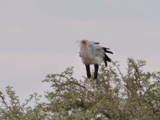 Secretary Bird on top of tree
