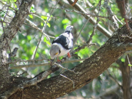 White-crested helmetshrike