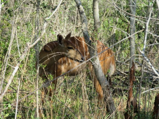 Female Nyala trying to hide from us