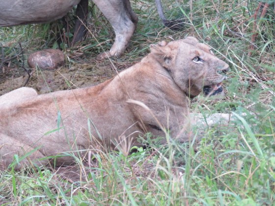 The female was exhausted from chasing and eating?