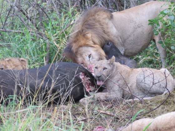 The cubs were tucking in big time