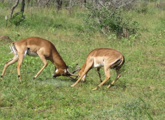 The impala were having a disagreement