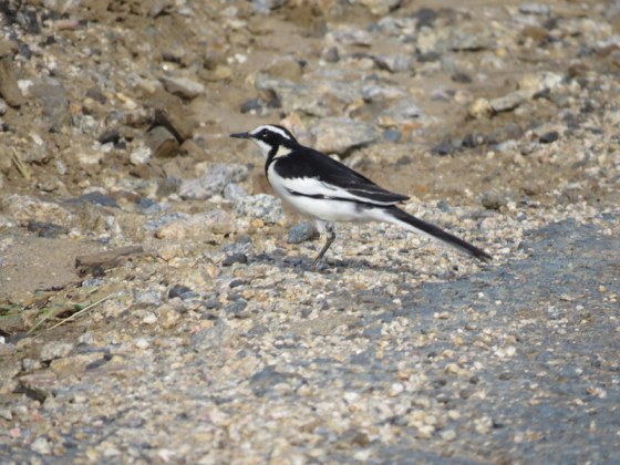 African Pied Wagtail