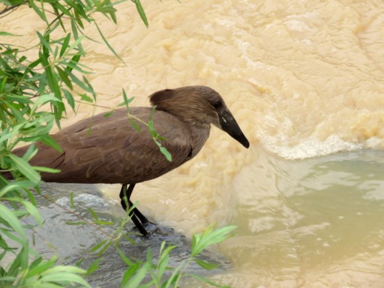 Hamerkop hunting for lunch