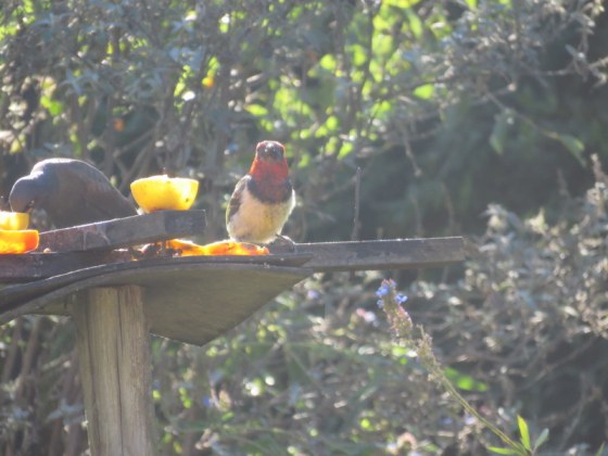 Beautiful Black Collared Barbet