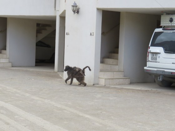 Baboons are a problem