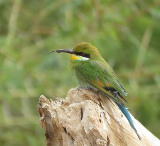 Swallow-tailed bee-eater