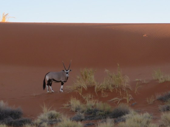 Gemsbok (oryx) blending into the dune