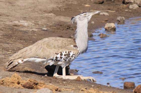 018 Kori Bustard drinking