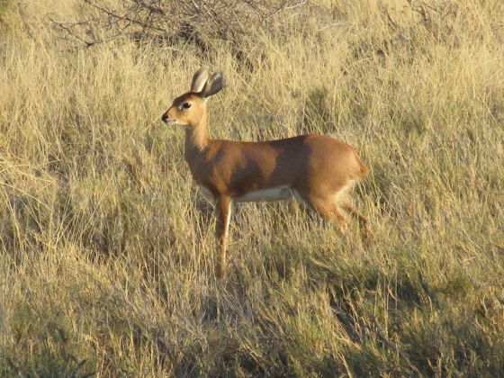 Steenbok