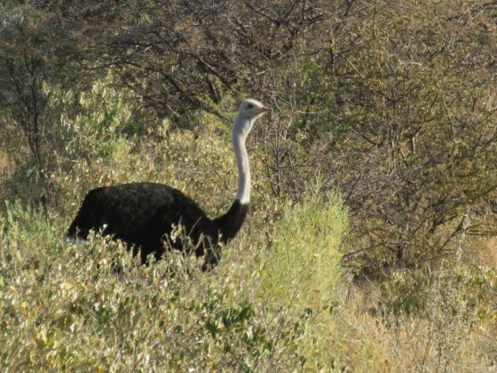 A beautiful male ostrich