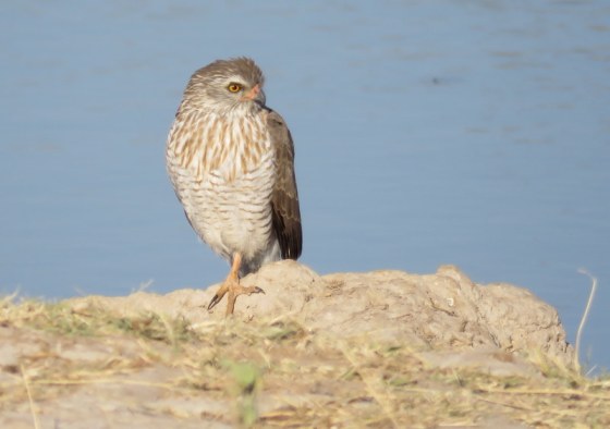 An immature Gabar Goshawk