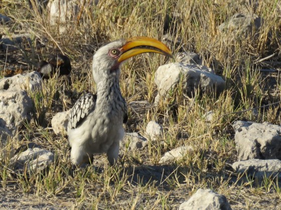 Yellow-billed hornbill