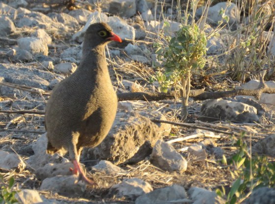 Red-billed francolin 