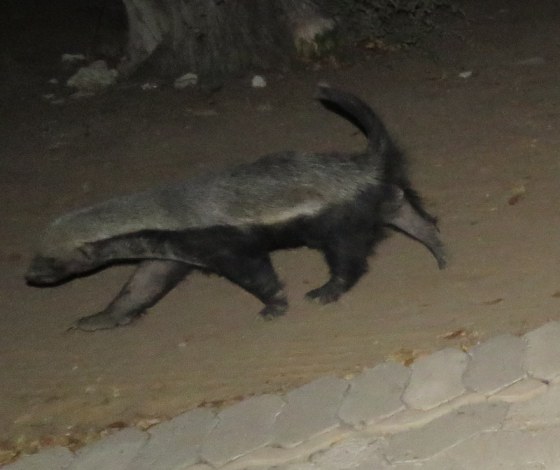 Naughty Honey Badger