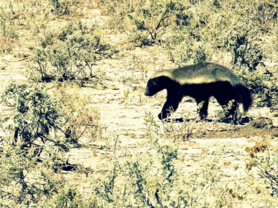 He is too quick for a good photograph