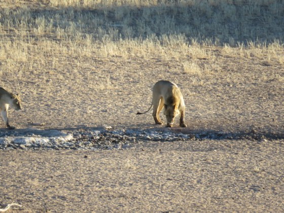They quench their thirst