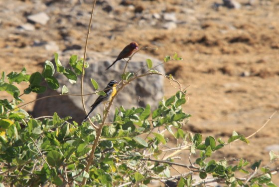 Golden-breasted bunting and violet-eated waxbill