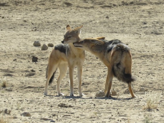 Affectionate jackals 