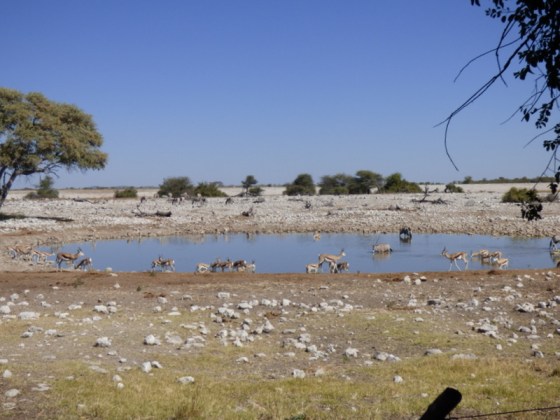 Lots to see at the waterhole